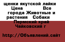 щенки якутской лайки › Цена ­ 15 000 - Все города Животные и растения » Собаки   . Пермский край,Чайковский г.